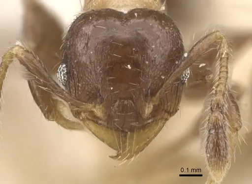 Pheidole schmalzi specimen CASENT0913413 image casent0913413_2