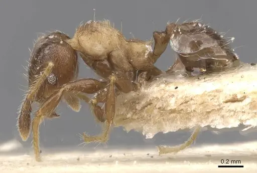 Pheidole schmalzi specimen CASENT0913413 image casent0913413_3