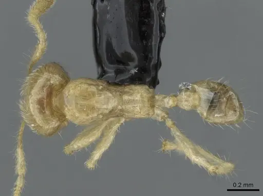 Pheidole schoedli specimen CASENT0911254 image casent0911254_1