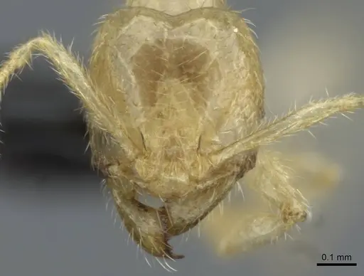 Pheidole schoedli specimen CASENT0911254 image casent0911254_2