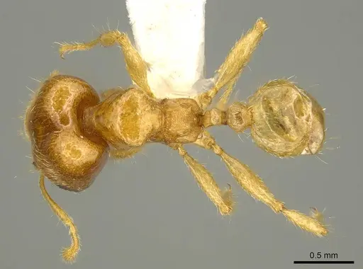 Pheidole schoedli specimen CASENT0916048 image casent0916048_1