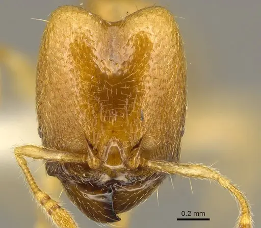 Pheidole schoedli specimen CASENT0916048 image casent0916048_2