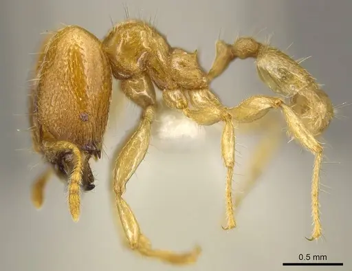 Pheidole schoedli specimen CASENT0916048 image casent0916048_3