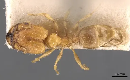 Pheidole schoutedeni specimen CASENT0907849 image casent0907849_1