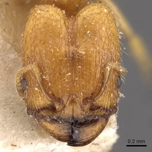Pheidole schoutedeni specimen CASENT0907849 image casent0907849_2