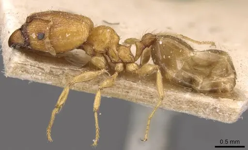Pheidole schoutedeni specimen CASENT0907849 image casent0907849_3