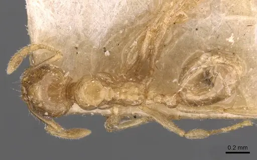 Pheidole schoutedeni specimen CASENT0907850 image casent0907850_1