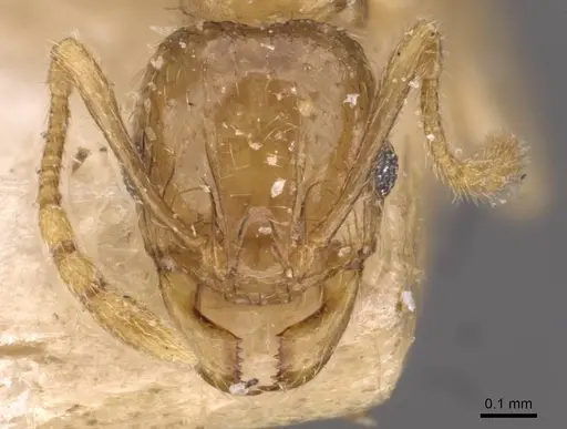 Pheidole schoutedeni specimen CASENT0907850 image casent0907850_2