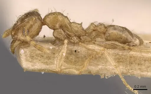 Pheidole schoutedeni specimen CASENT0907850 image casent0907850_3