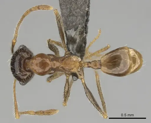 Pheidole schultzei specimen CASENT0255682 image casent0255682_1