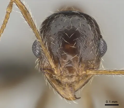 Pheidole schultzei specimen CASENT0255682 image casent0255682_2