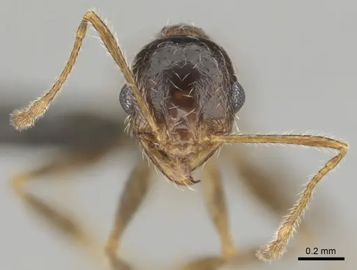 Pheidole schultzei specimen CASENT0255682 image casent0255682_3