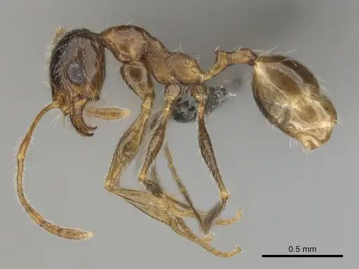 Pheidole schultzei specimen CASENT0255682 image casent0255682_4
