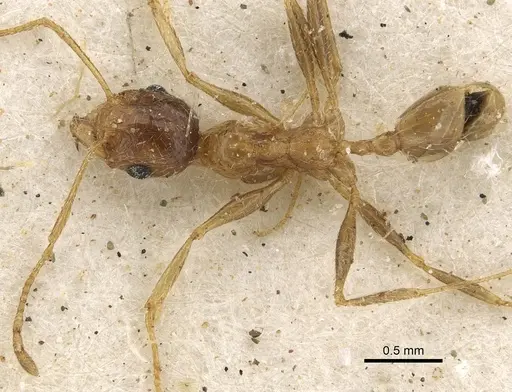 Pheidole schultzei specimen CASENT0901280 image casent0901280_1