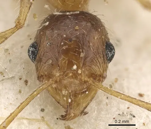 Pheidole schultzei specimen CASENT0901280 image casent0901280_2