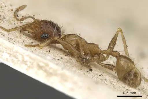 Pheidole schultzei specimen CASENT0901280 image casent0901280_3