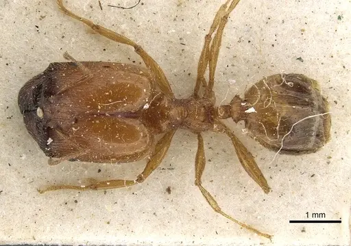 Pheidole schultzei specimen CASENT0901281 image casent0901281_1