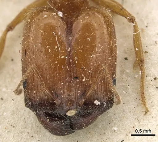 Pheidole schultzei specimen CASENT0901281 image casent0901281_2