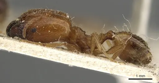 Pheidole schultzei specimen CASENT0901281 image casent0901281_3