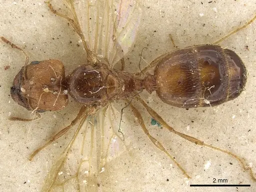 Pheidole schultzei specimen CASENT0901282 image casent0901282_1