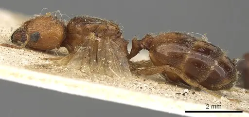 Pheidole schultzei specimen CASENT0901282 image casent0901282_3