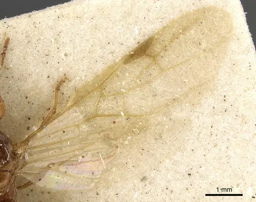 Pheidole schultzei specimen CASENT0901282 image casent0901282_4