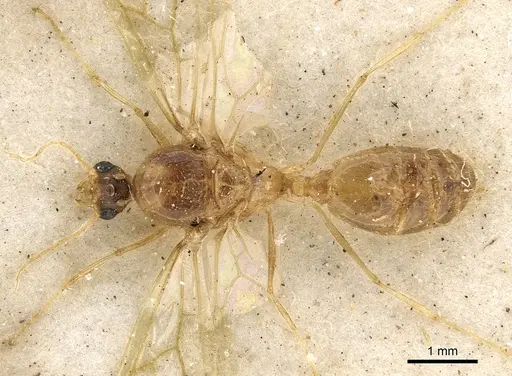 Pheidole schultzei specimen CASENT0901283 image casent0901283_1