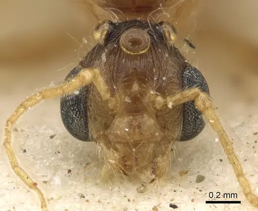 Pheidole schultzei specimen CASENT0901283 image casent0901283_2