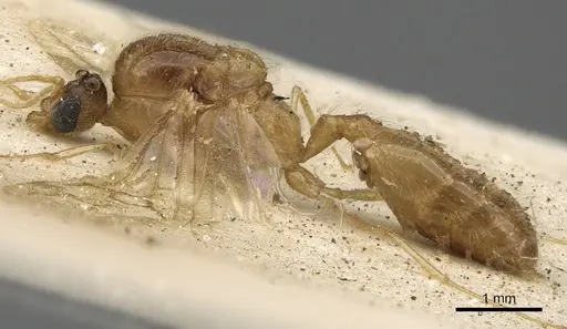 Pheidole schultzei specimen CASENT0901283 image casent0901283_3
