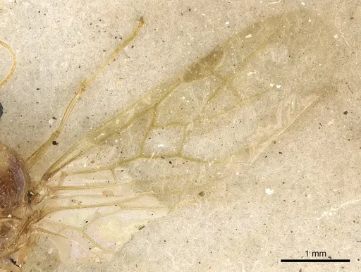 Pheidole schultzei specimen CASENT0901283 image casent0901283_4