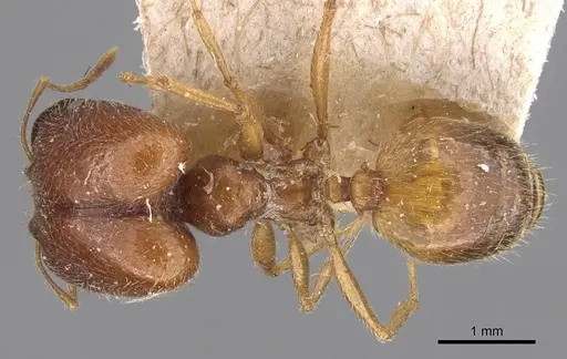 Pheidole schultzei specimen CASENT0907831 image casent0907831_1