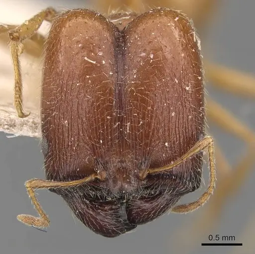 Pheidole schultzei specimen CASENT0907831 image casent0907831_2
