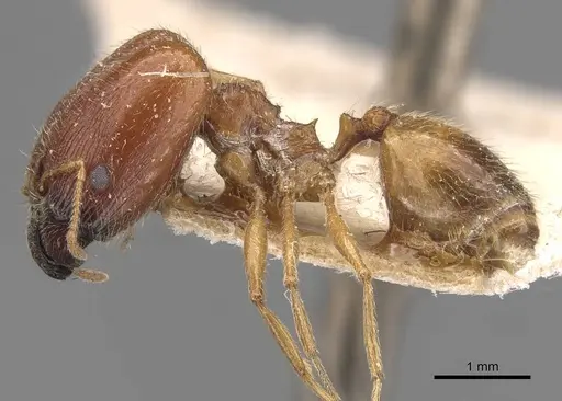 Pheidole schultzei specimen CASENT0907831 image casent0907831_3