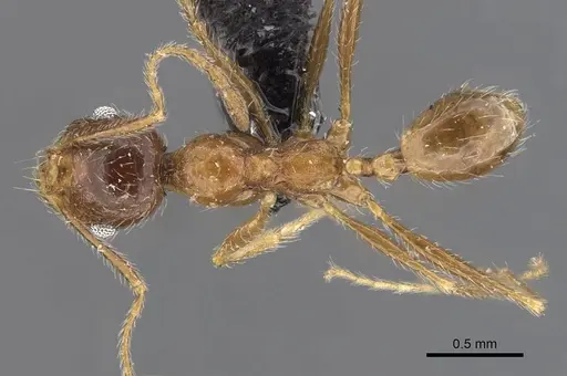 Pheidole schultzei specimen CASENT0907832 image casent0907832_1