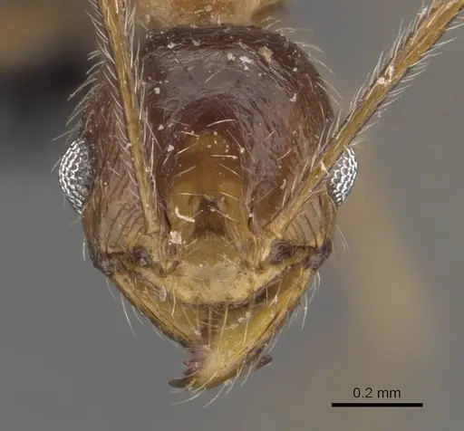Pheidole schultzei specimen CASENT0907832 image casent0907832_2