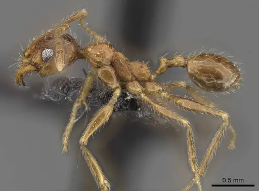 Pheidole schultzei specimen CASENT0907832 image casent0907832_3