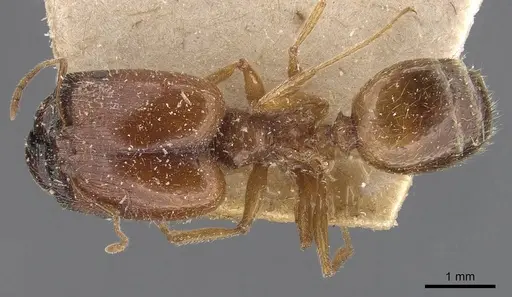 Pheidole schultzei specimen CASENT0907833 image casent0907833_1