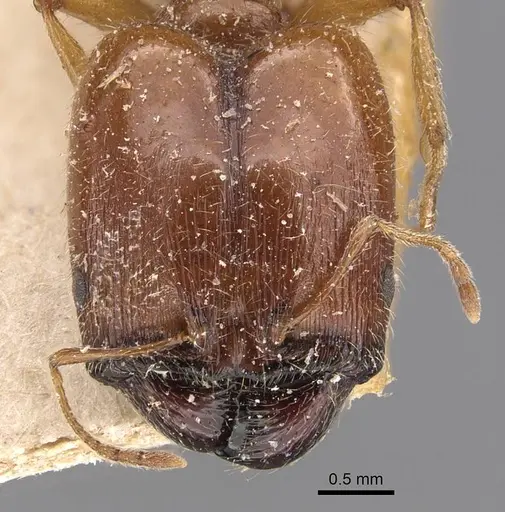 Pheidole schultzei specimen CASENT0907833 image casent0907833_2