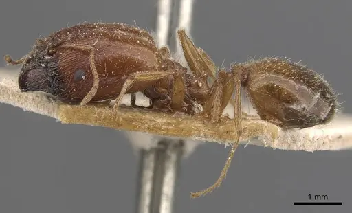 Pheidole schultzei specimen CASENT0907833 image casent0907833_3