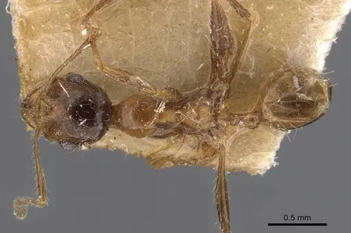 Pheidole schultzei specimen CASENT0907834 image casent0907834_1