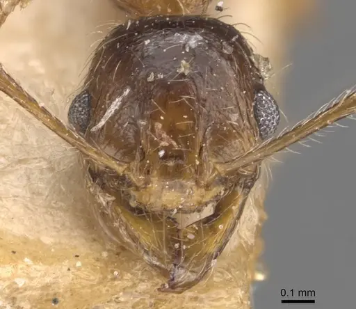 Pheidole schultzei specimen CASENT0907834 image casent0907834_2