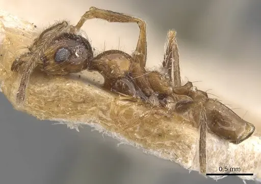 Pheidole schultzei specimen CASENT0907834 image casent0907834_3