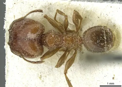 Pheidole schultzei specimen CASENT0913433 image casent0913433_1