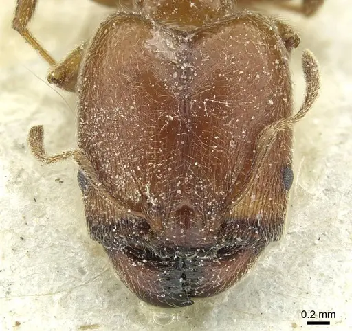 Pheidole schultzei specimen CASENT0913433 image casent0913433_2