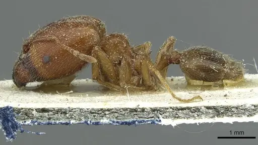 Pheidole schultzei specimen CASENT0913433 image casent0913433_3