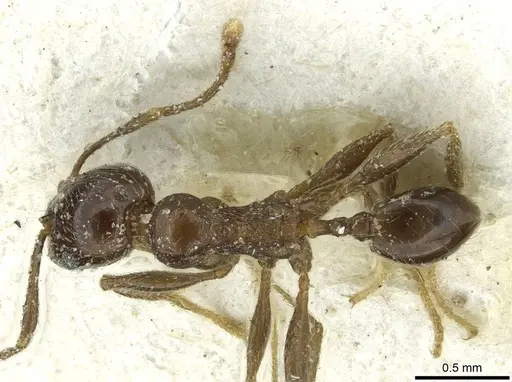 Pheidole schultzei specimen CASENT0913434 image casent0913434_1
