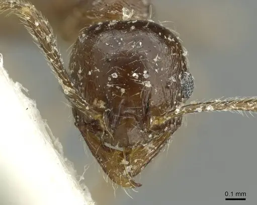 Pheidole schultzei specimen CASENT0913434 image casent0913434_2