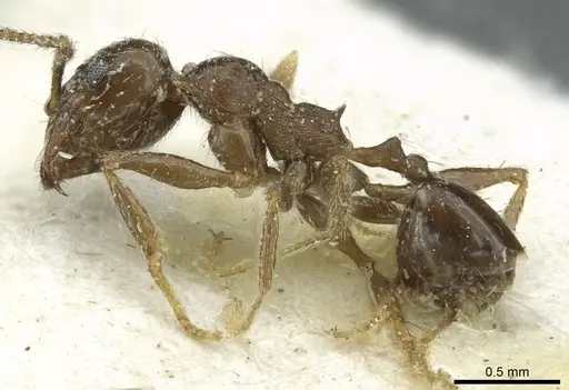 Pheidole schultzei specimen CASENT0913434 image casent0913434_3
