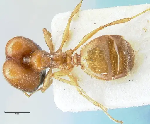 Pheidole schultzei specimen FOCOL1315 image focol1315_1