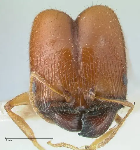 Pheidole schultzei specimen FOCOL1315 image focol1315_2